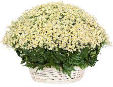 Цветочная композиция из Ромашки в корзине #REPLACE_PRED# Новоселье Ленинградская область